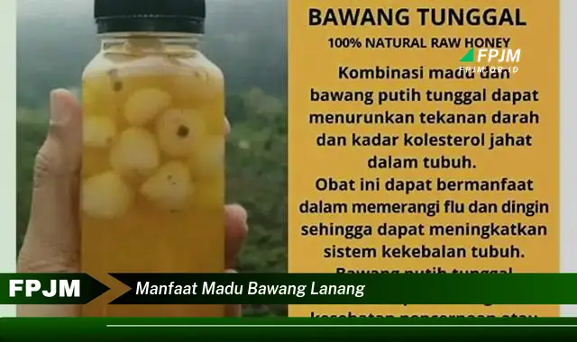 manfaat madu bawang lanang