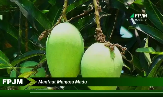 manfaat mangga madu