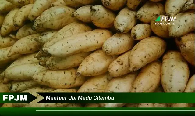 manfaat ubi madu cilembu