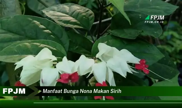 manfaat bunga nona makan sirih