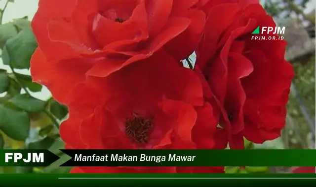 manfaat makan bunga mawar