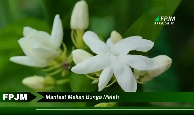 manfaat makan bunga melati