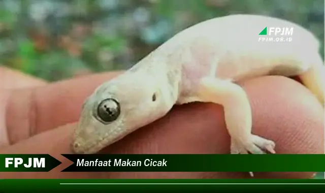 manfaat makan cicak