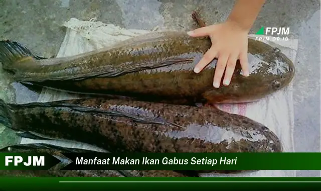 manfaat makan ikan gabus setiap hari