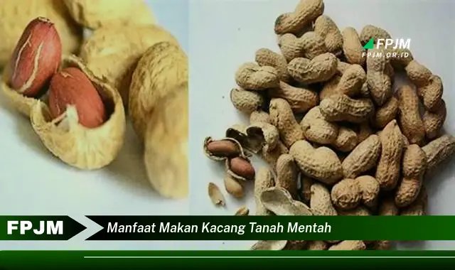 manfaat makan kacang tanah mentah manfaat makan kacang tanah mentah