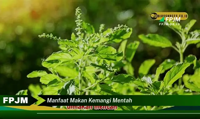 manfaat makan kemangi mentah