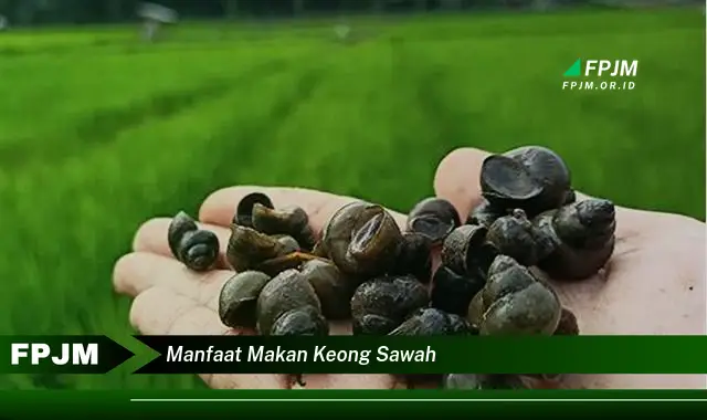 manfaat makan keong sawah