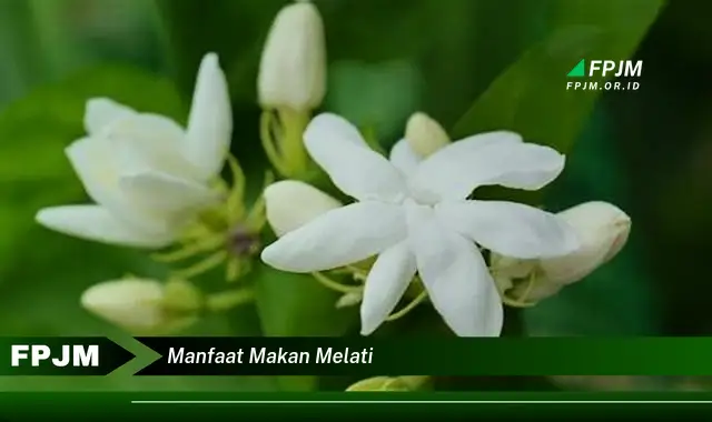 manfaat makan melati