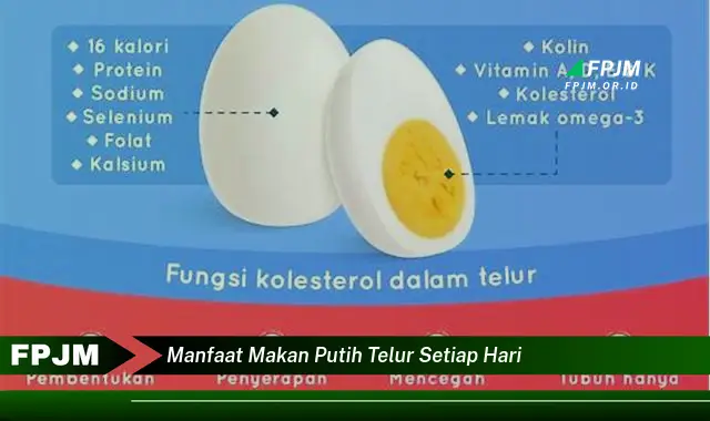 manfaat makan putih telur setiap hari manfaat makan putih telur setiap hari