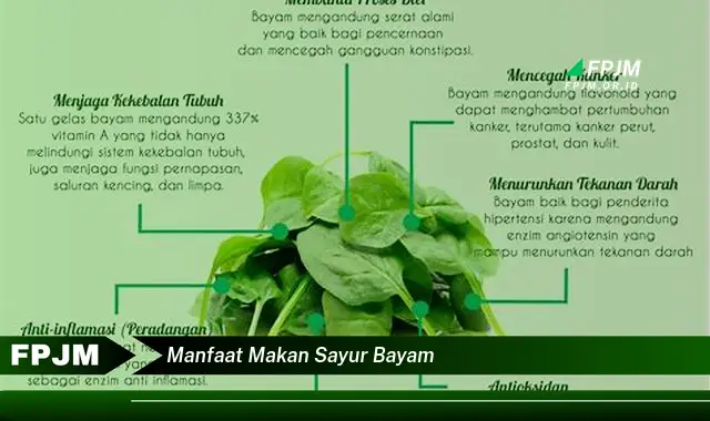 manfaat makan sayur bayam manfaat makan sayur bayam