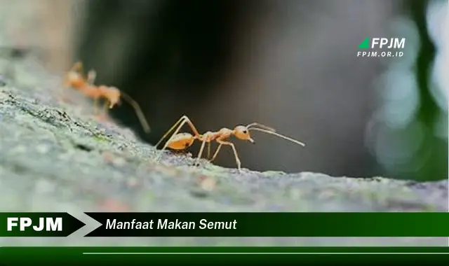 manfaat makan semut