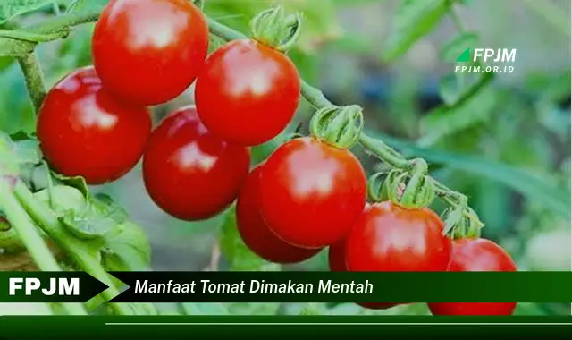 manfaat tomat dimakan mentah
