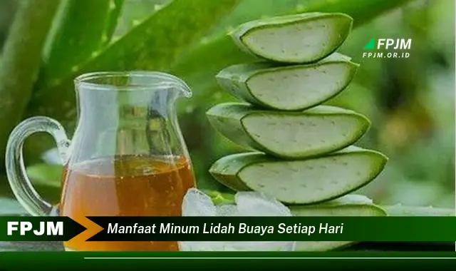 manfaat minum lidah buaya setiap hari