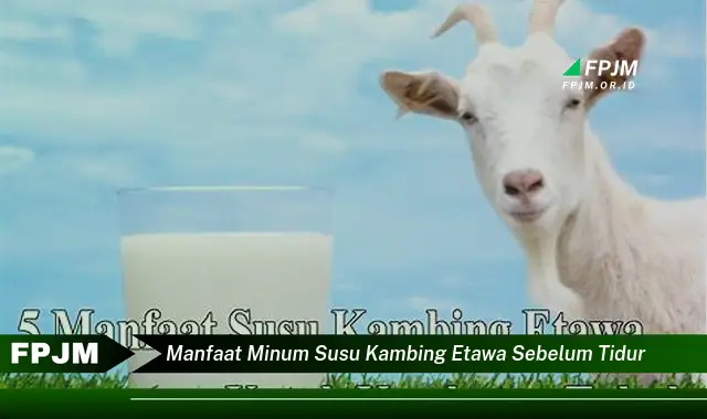 manfaat minum susu kambing etawa sebelum tidur