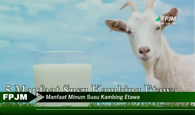 manfaat minum susu kambing etawa