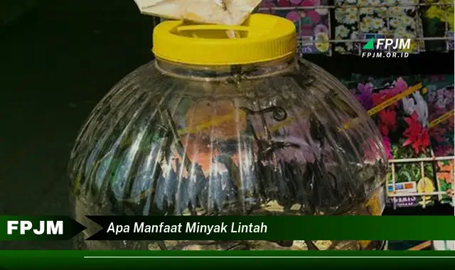 apa manfaat minyak lintah