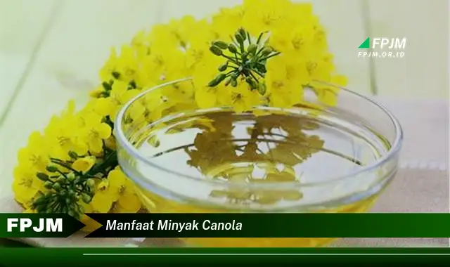 manfaat minyak canola