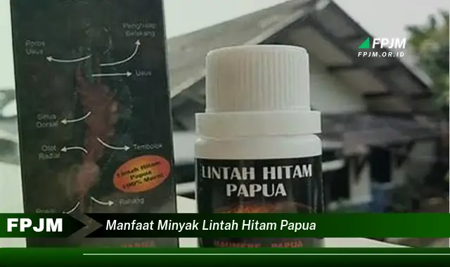 manfaat minyak lintah hitam papua