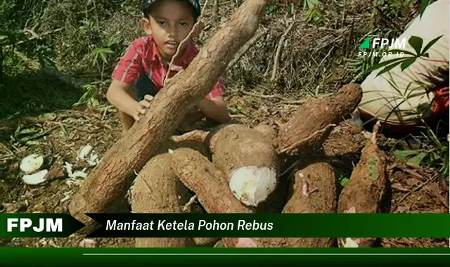 manfaat ketela pohon rebus