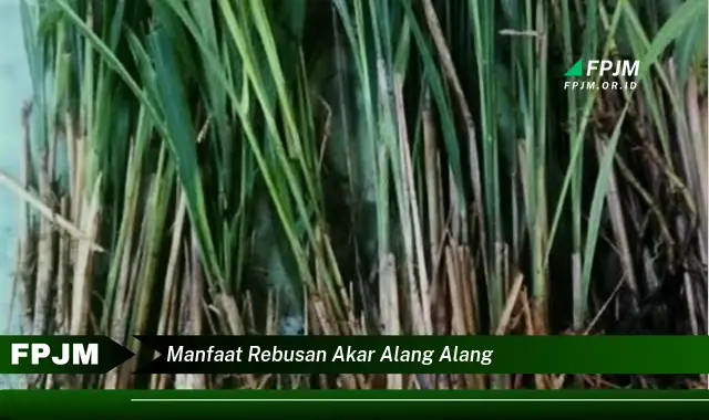 manfaat rebusan akar alang alang