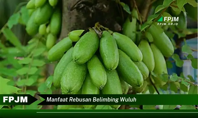 manfaat rebusan belimbing wuluh
