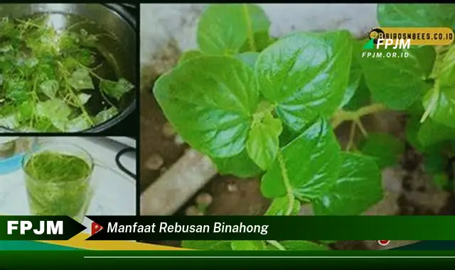 manfaat rebusan binahong manfaat rebusan binahong