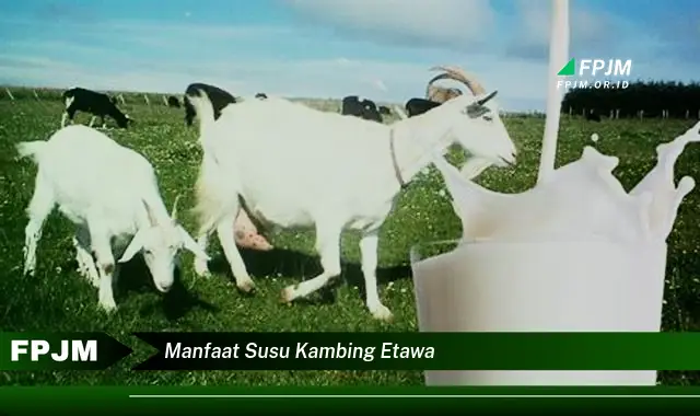 manfaat susu kambing etawa