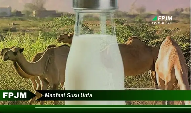 manfaat susu unta