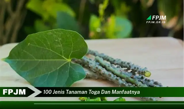 100 jenis tanaman toga dan manfaatnya