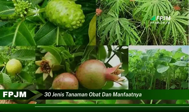 30 jenis tanaman obat dan manfaatnya