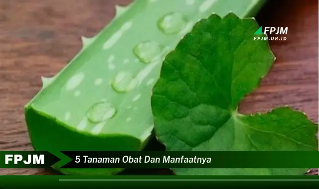5 tanaman obat dan manfaatnya