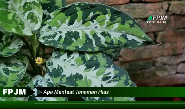 apa manfaat tanaman hias