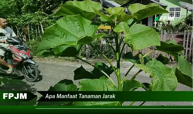 apa manfaat tanaman jarak