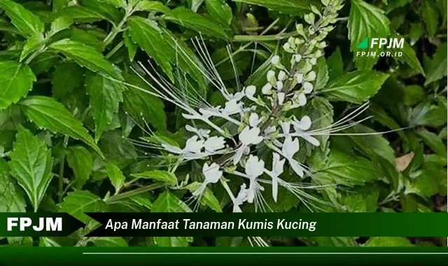 apa manfaat tanaman kumis kucing apa manfaat tanaman kumis kucing