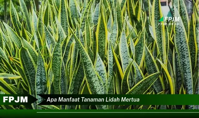 apa manfaat tanaman lidah mertua