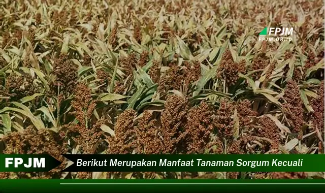 berikut merupakan manfaat tanaman sorgum kecuali