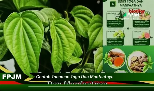 contoh tanaman toga dan manfaatnya