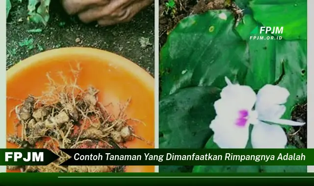 contoh tanaman yang dimanfaatkan rimpangnya adalah