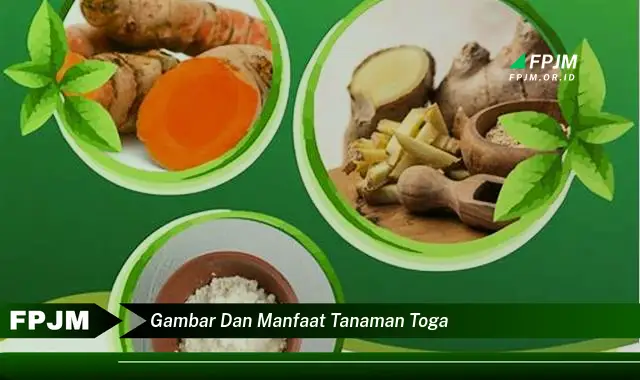 gambar dan manfaat tanaman toga