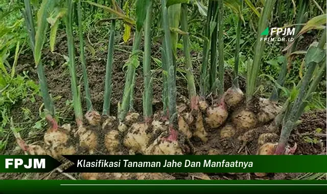 klasifikasi tanaman jahe dan manfaatnya