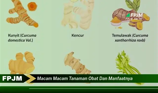 macam macam tanaman obat dan manfaatnya