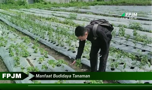 manfaat budidaya tanaman