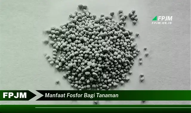 manfaat fosfor bagi tanaman