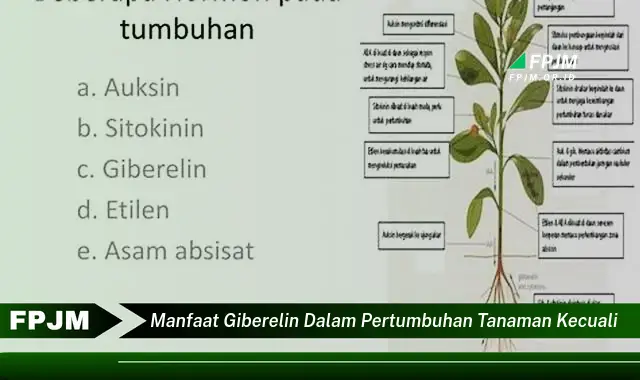 manfaat giberelin dalam pertumbuhan tanaman kecuali manfaat giberelin dalam pertumbuhan tanaman kecuali