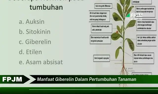 manfaat giberelin dalam pertumbuhan tanaman manfaat giberelin dalam pertumbuhan tanaman