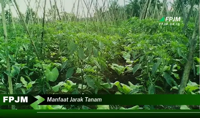 manfaat jarak tanam
