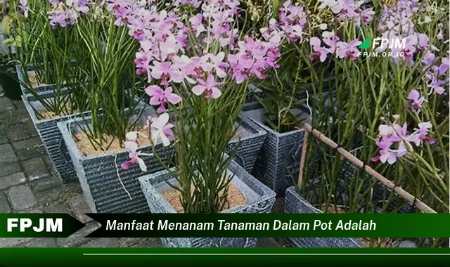 manfaat menanam tanaman dalam pot adalah