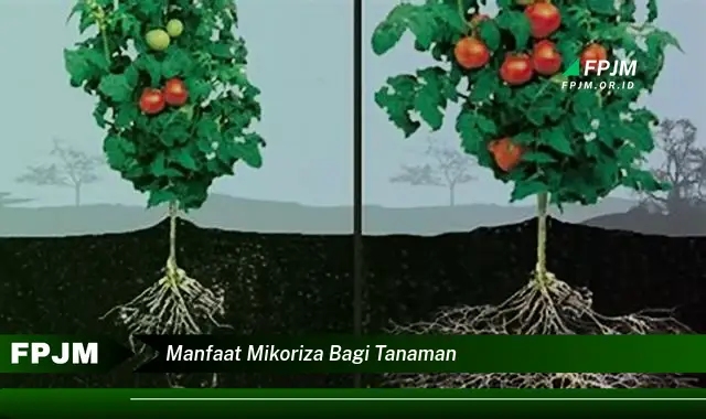 manfaat mikoriza bagi tanaman