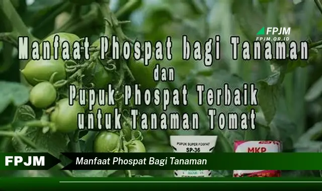 manfaat phospat bagi tanaman