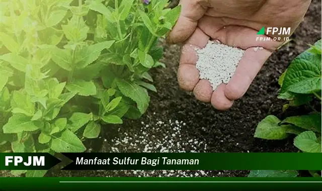 manfaat sulfur bagi tanaman